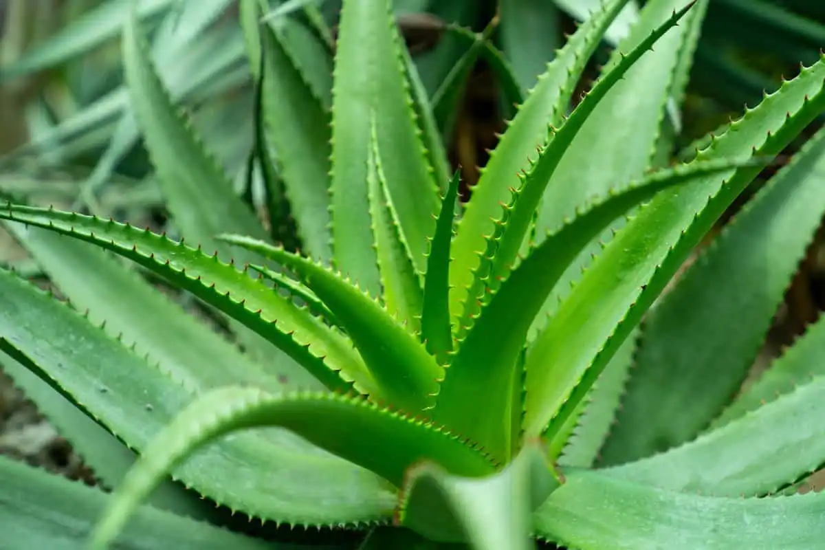 Can Organic Aloe Vera Powder Be Used For Hair?