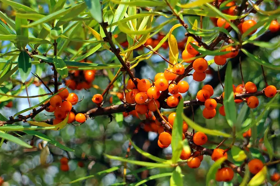 Is Organic Sea Buckthorn Powder Safe to Consume?