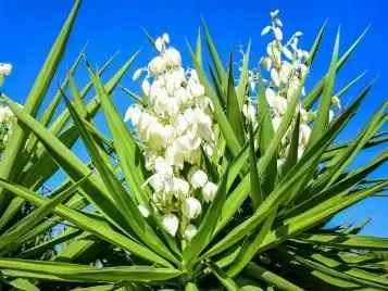 What is Yucca Liquid?