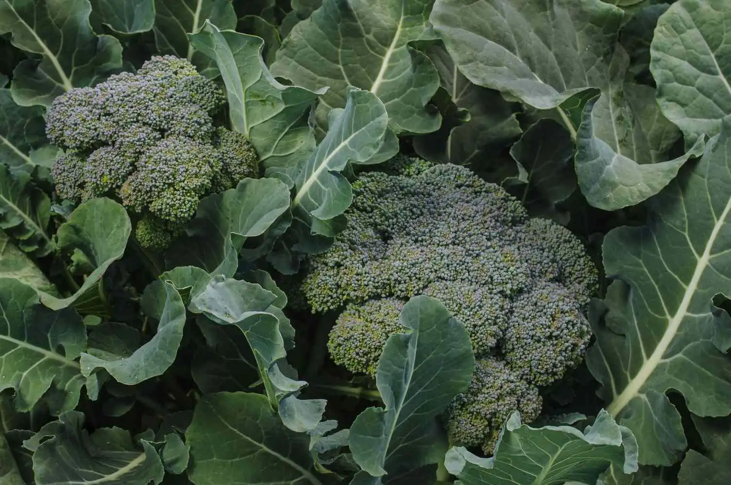 What is Broccoli Extract Powder?