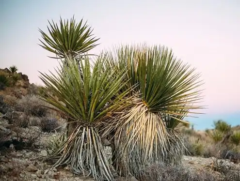 Improve Soil Health with Yucca Liquid Conditioner