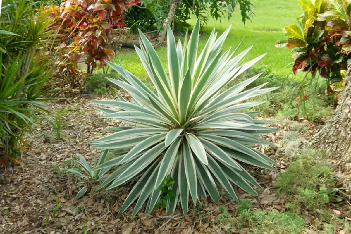 How Yucca Liquid Boosts Plant Growth Naturally?