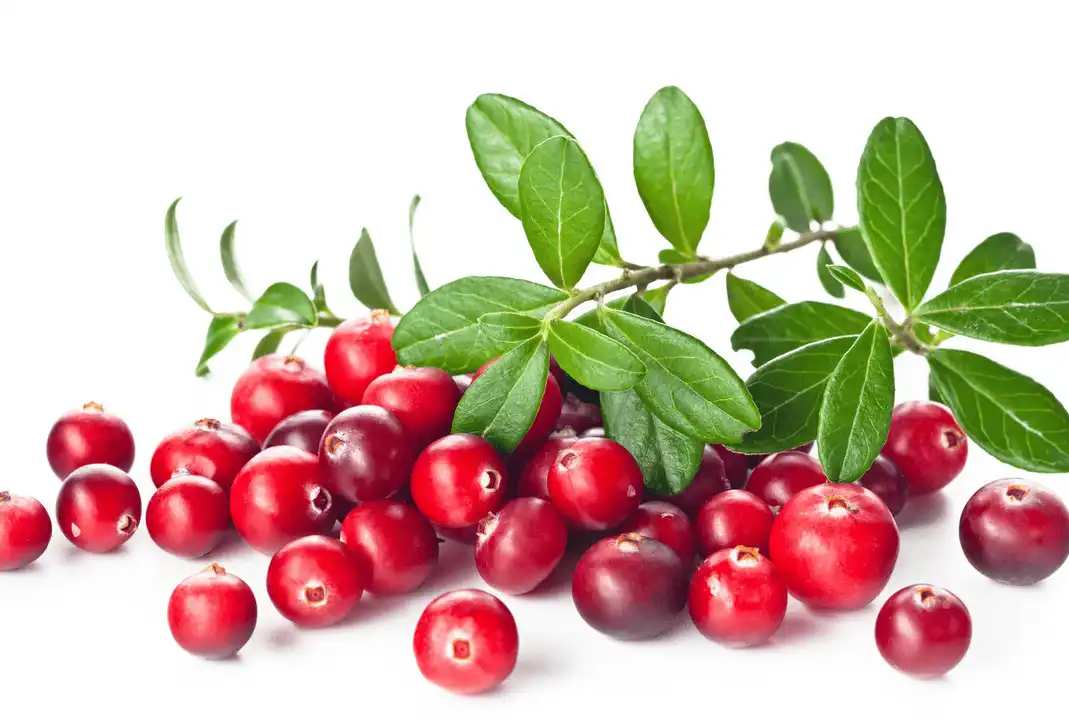 What Is Cranberry Extract and Why Is It Important for Women’s Health?
