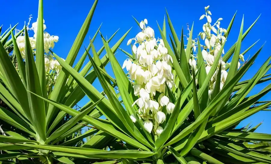 Understanding Yucca Extract Powder in Animal Nutrition