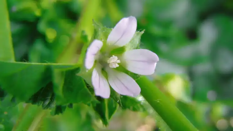 Jaká jsou použití Malva Verticillata?