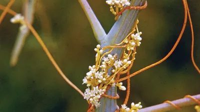 Exploring the Benefits of Dodder Seed Extract in Traditional Chinese Medicine