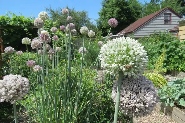 Can Leek Seed Extract Lower Blood Pressure?