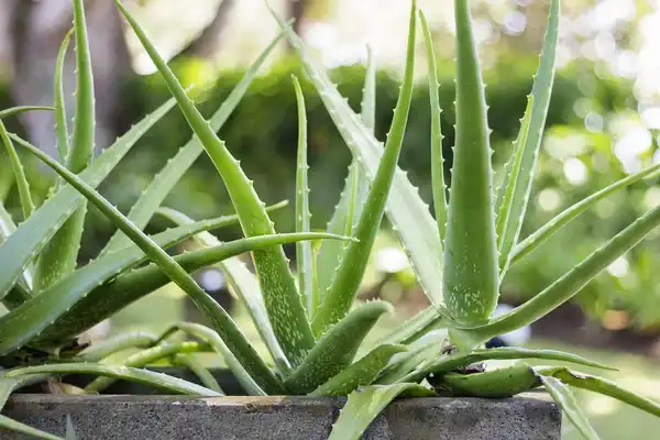 Freeze Dried vs Spray Dried Aloe Vera Powder: What’s Better?