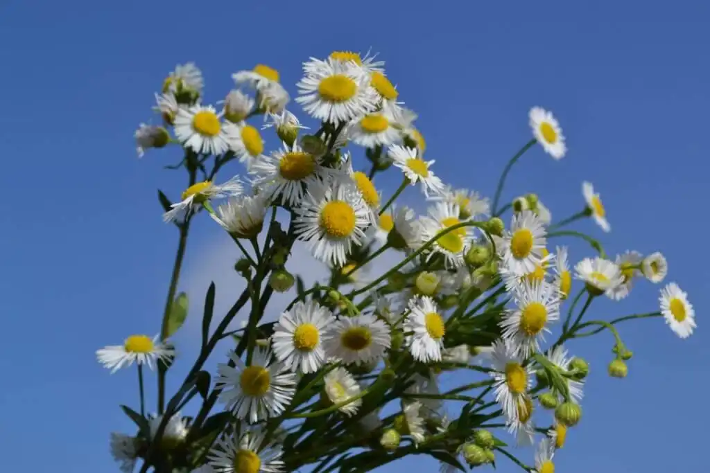 Why Chamomile Extract Powder is a Top Natural Cosmetic?