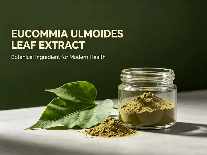 Екстракт листа Eucommia Ulmoides: Користи за здравље костију и зглобова
