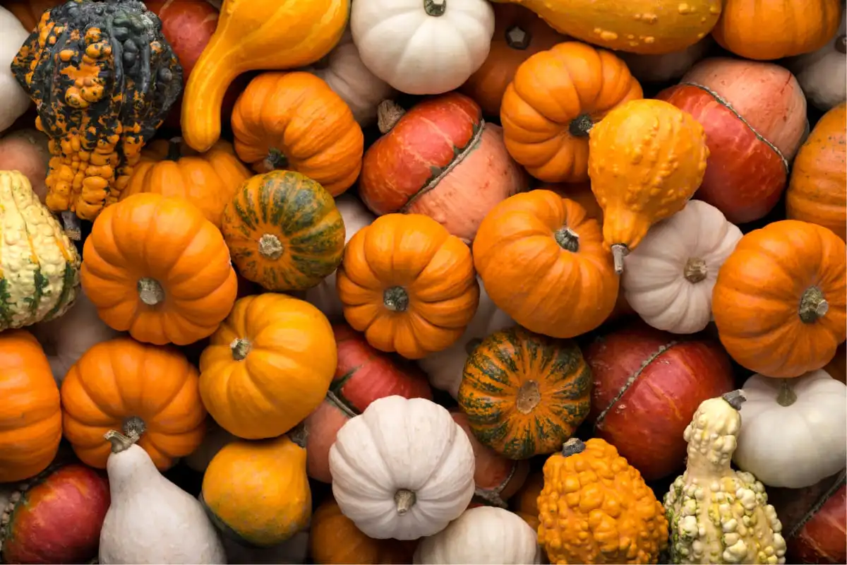 is Pumpkin Powder Good For You?