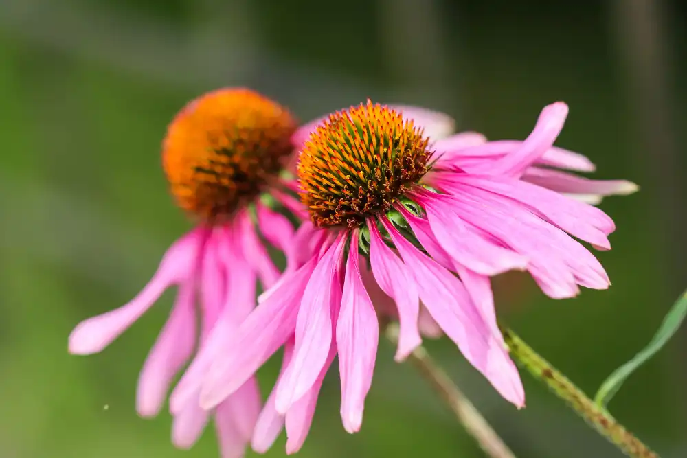 Naha Echinacea Purpurea Extract Powder Nature's Immune Shield?