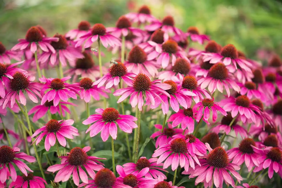 How Echinacea Purpurea Extract Powder Supports Skin Health