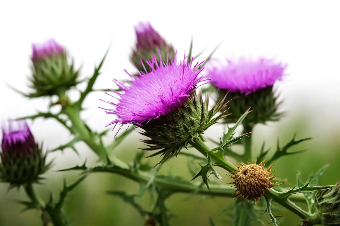 Exploring Milk Thistle Extract Powder's Role in Diabetes Management