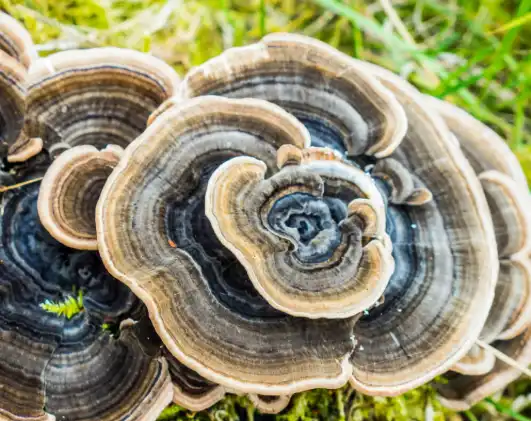 What is Turkey Tail Powder Good For?