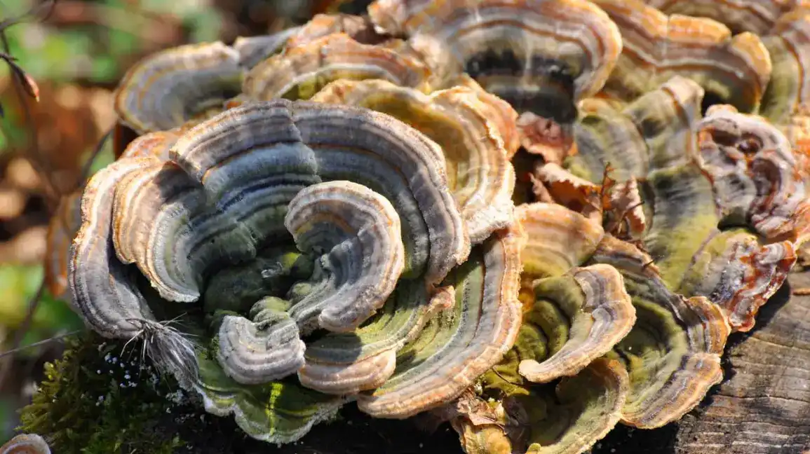 Improve Your Gut Health with Turkey Tail Mushroom Powder