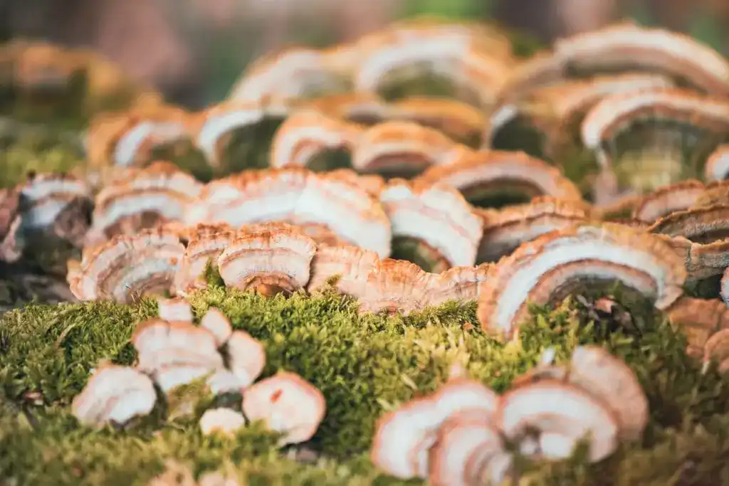 Discover the Antioxidant Power of Organic Turkey Tail Powder