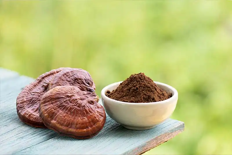 Unlock Longevity with Organic Reishi Mushroom Powder