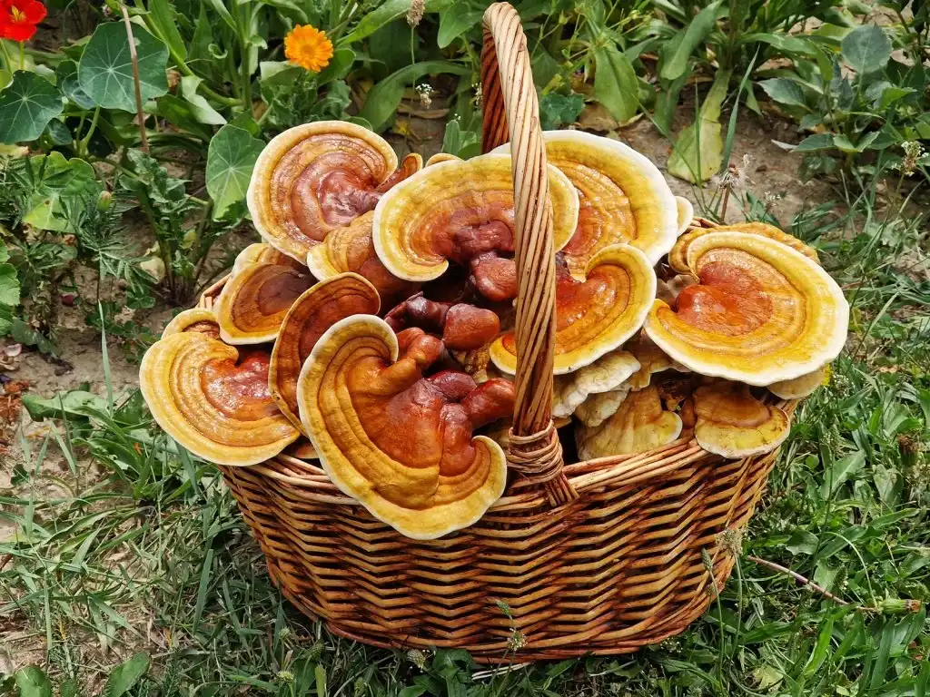 Improve Mental Clarity with Organic Reishi Powder