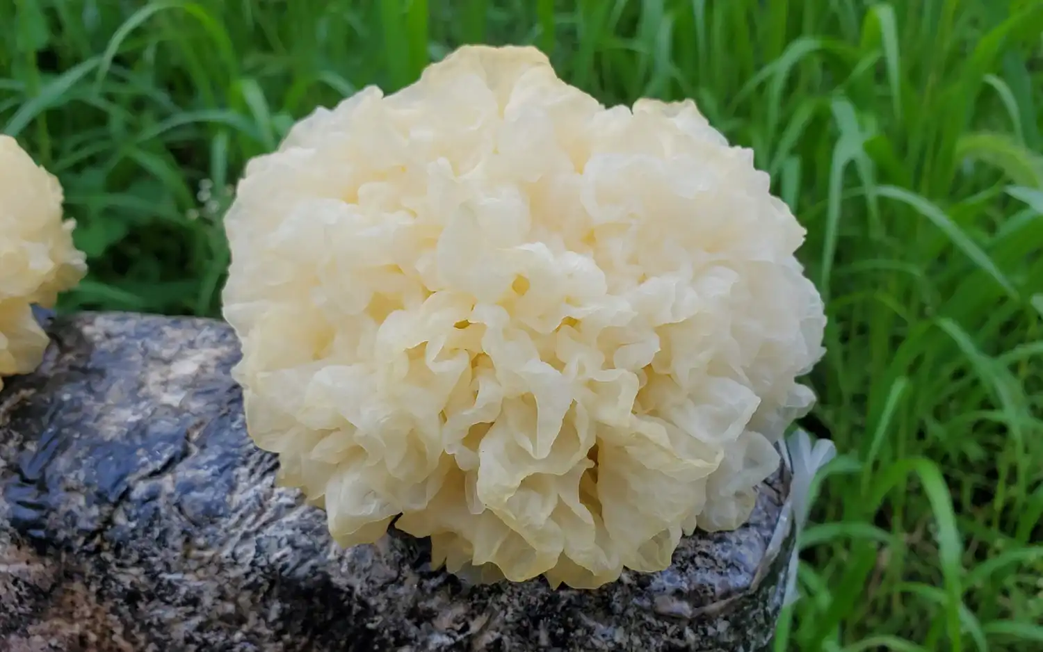 How Tremella Fuciformis Supports Brain Health and Memory?
