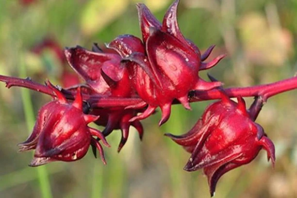 What Is the Benefit of Roselle Extract?