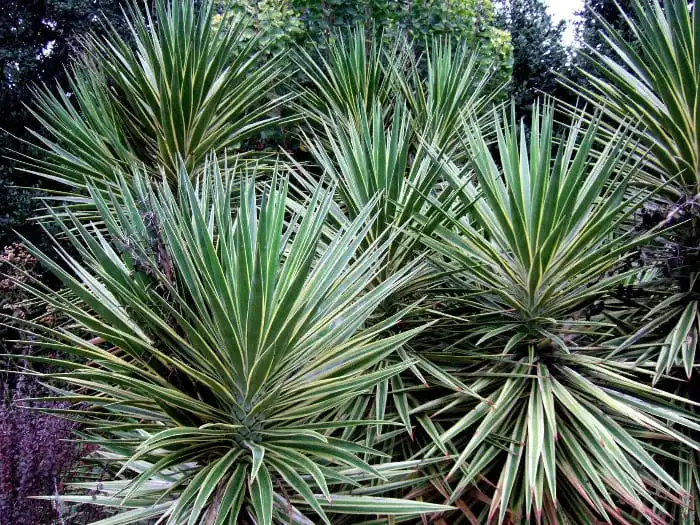 Does Yucca Extract Really Reduce Odor in Animal Farms