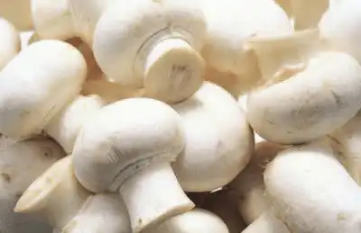What are the Benefits of Organic Agaricus Bisporus?