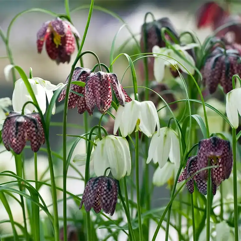 What are the side effects of Fritillaria?