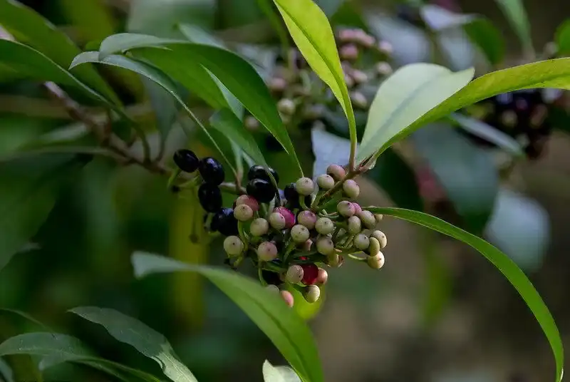 The Science Behind Ardisia Silvestris Extract: How This Natural Extract Can Enhance Your Well-Being