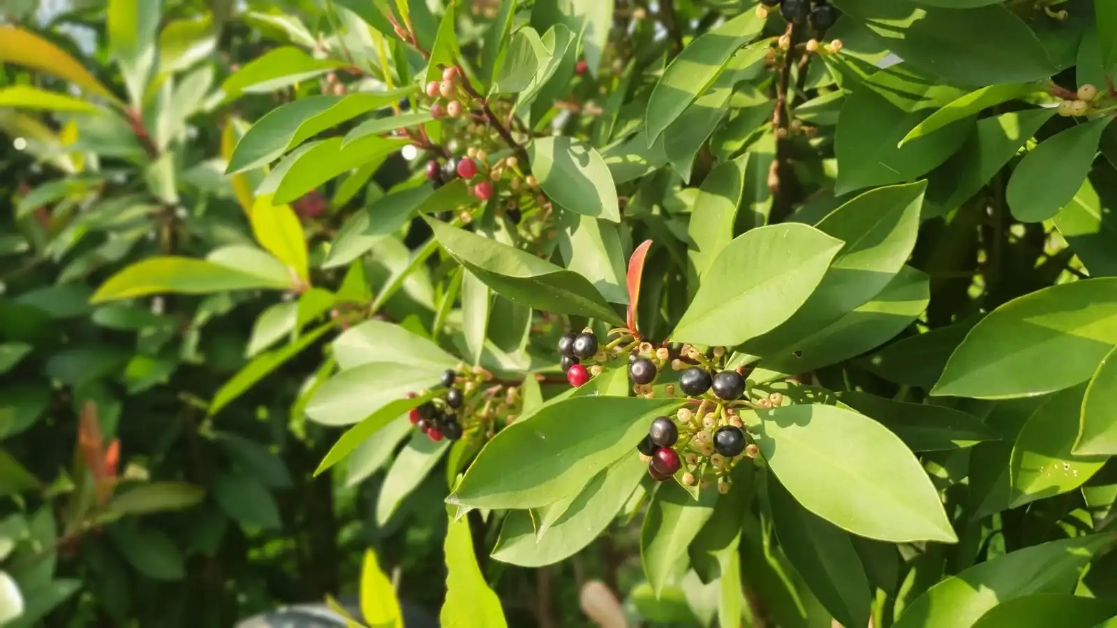 What to Know Before Trying Ardisia Silvestris Extract for Health Benefits?