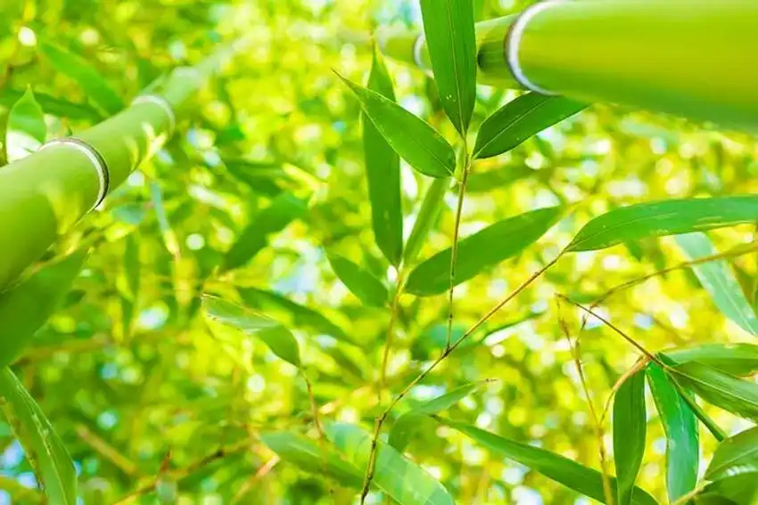 What is Bamboo Leaf Extract Good For?