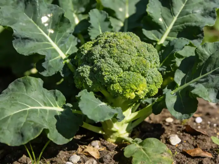 Why Nutraceutical Brands Prefer Glucoraphanin Over Sulforaphane