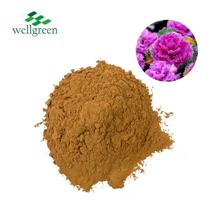 Ekstrakt lista Brassica Oleracea