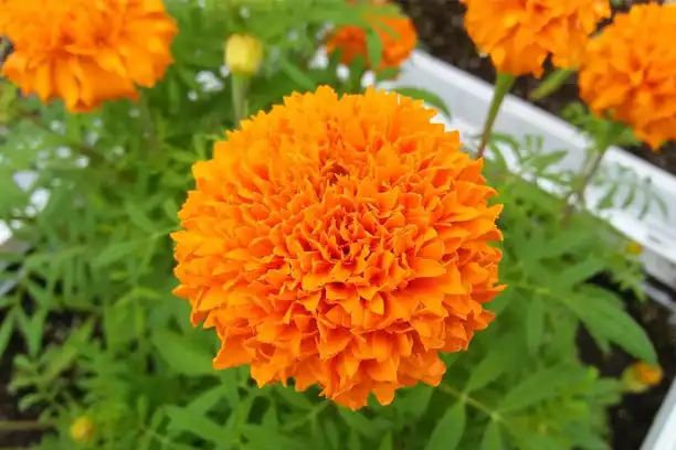 Does lutein thin the blood?